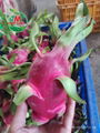 FRESH DRAGON FRUIT HIGH QUALITY FROM VIETNAM 4