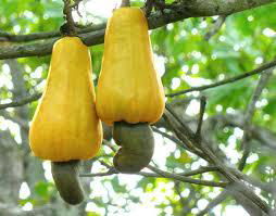 Raw and Processed Cashew Nuts For Sale