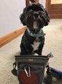 Dog Treat Pouch Training Bag,Zipper Closure 4