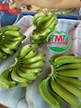 Fresh Cavendish Banana