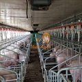 High Quality Low Price Pig gestation crates Pig Farm  2