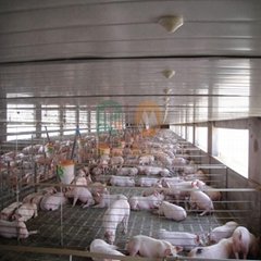 High quality automatic pig farm design
