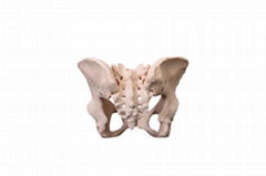 LIFE SIZE MEDICIAL ADULT FEMALE PELVIS SKELETON MODEL SCHOOL SUPPLIES