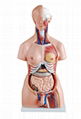 RELIABLE QUALITY HOT SALE NATURAL SIZE 85CM HUMAN ANATOMY TORSO MODEL 1