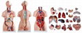 RELIABLE QUALITY HOT SALE NATURAL SIZE 85CM HUMAN ANATOMY TORSO MODEL 2