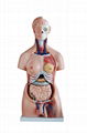 85CM HOT SELLING COLORED FACTORY DIRECT HUMAN ANATOMICAL MODEL OF HUMAN BODY