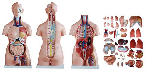 85CM HOT SELLING COLORED FACTORY DIRECT HUMAN ANATOMICAL MODEL OF HUMAN BODY 2