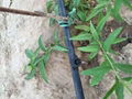 辣椒灌溉用贴片式滴灌带 5