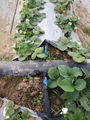 辣椒灌溉用贴片式滴灌带 7
