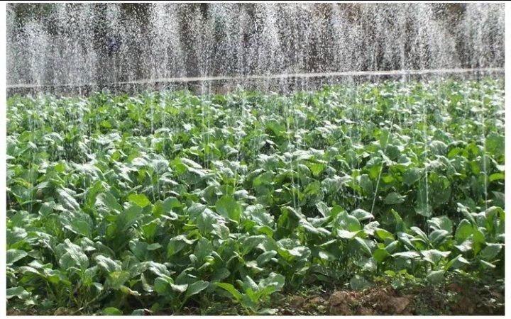蔬菜灌溉用各型號噴灌帶 2