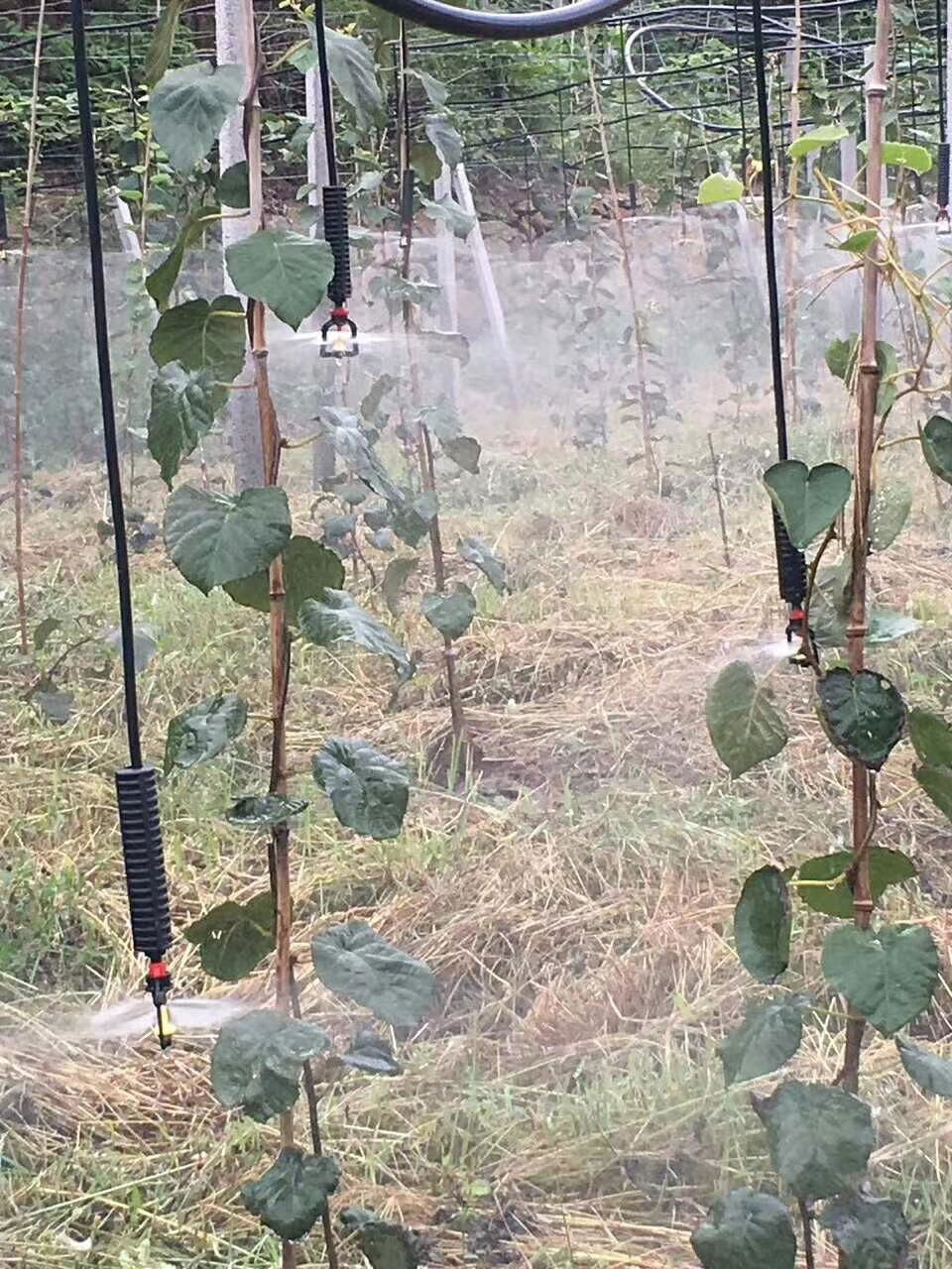 羊肚菌吊挂十字霧化微噴頭 4