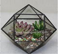 Succulent Plant Glass Geometric Terrarium 1