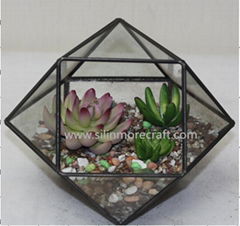 Succulent Plant Glass Geometric Terrarium