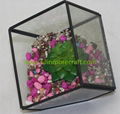 Succulent Plant Glass Geometric Terrarium 2