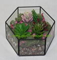Succulent Plant Glass Geometric Terrarium 3