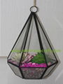 Succulent Plant Glass Geometric Terrarium 4