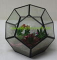 Succulent Plant Glass Geometric Terrarium 5