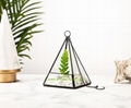 Decorative Terrarium