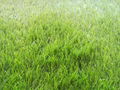 Factory price 40mm beautiful garden landscape artificial grass and carpet 1