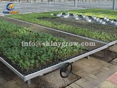 Greenhouse Rolling Benches for Efficient Greenhouse Operation