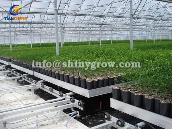 Shuttle Rolling Bench System – Greenhouse Automation Solution