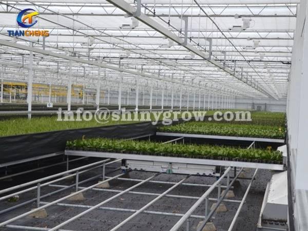 Shuttle Rolling Bench System – Greenhouse Automation Solution 2