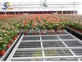 Stationary Metal Greenhouse Benches for Commercial Nursery 2