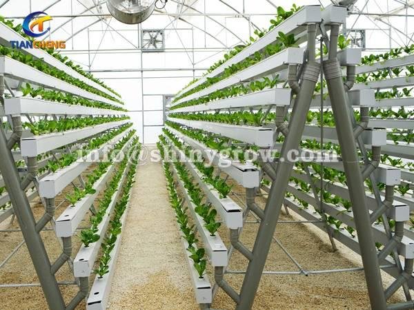 NFT Hydroponic Gardening System for Strawberry &amp; Lettuce Growing 2
