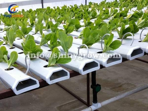 NFT Hydroponic Gardening System for Strawberry &amp; Lettuce Growing 3