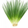 Organic Fresh Chinese Dehydrated small chives grade A