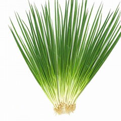 Organic Fresh Chinese Dehydrated small chives grade A