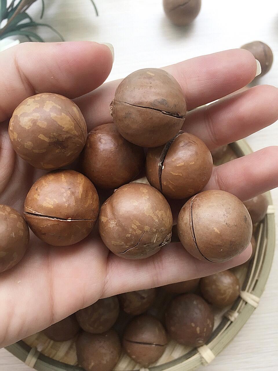 MACADAMIA (Vietnam Manufacturer) Nuts Products Processed Food