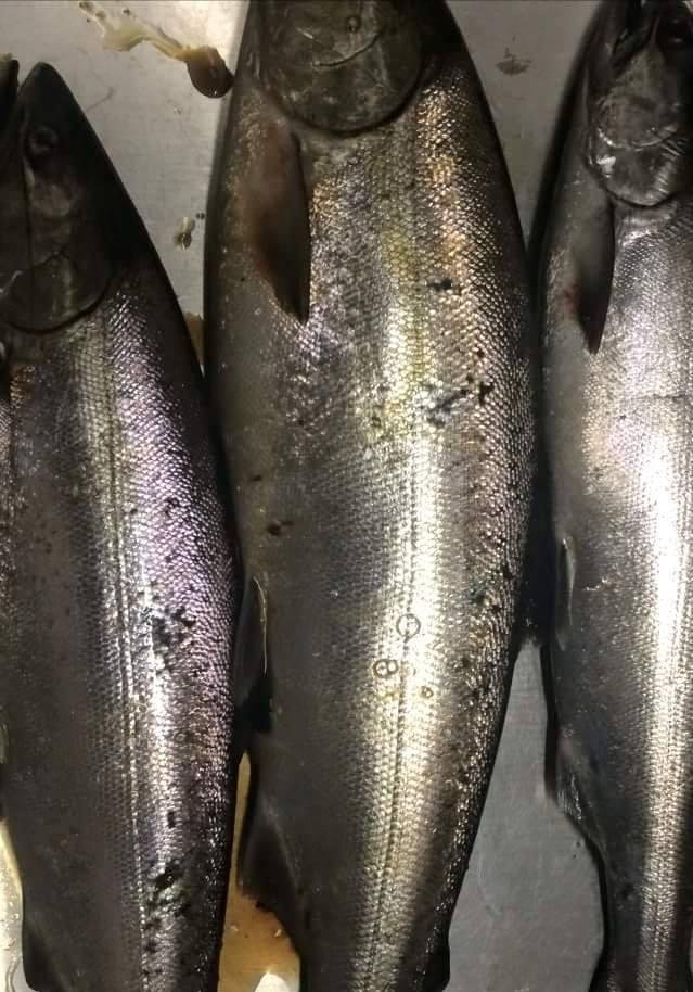  Frozen Mackerel Fillets - Pacific Hake Fish-Salmon
