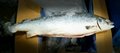 Frozen King Salmon Fish for Sale