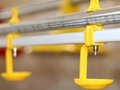 Automatic Poultry Farm Equipment Chicken Drinking System for Broiler Farm 2