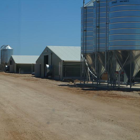 Commercial Automatic Poultry Farm Shed with Equipment for Broilers