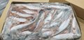 Whole mackerel - size 200/300 grams