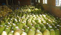 HIGH QUALITY JACKFRUIT