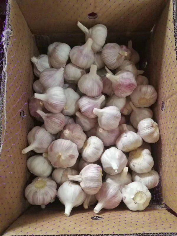  Fresh garlic 2