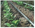 Drip Irrigation