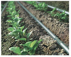 Drip Irrigation