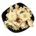 White Chrysanthemum High Quality