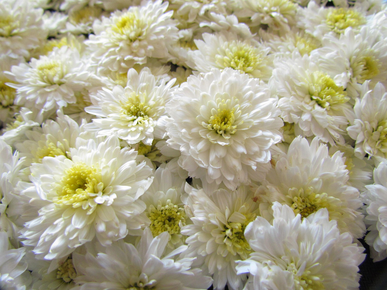 White Chrysanthemum From Macheng 2