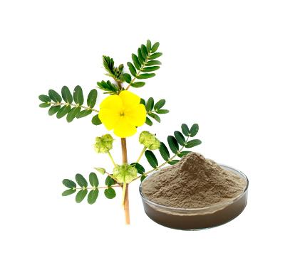 Chinese factory supply 100% Natural gmp tribulus terrestris seed extract