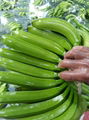 Fresh Cavendish Banana