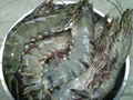 Frozen Black Tiger Shrimp  2