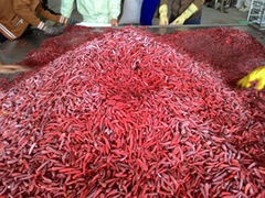 FROZEN CHILI