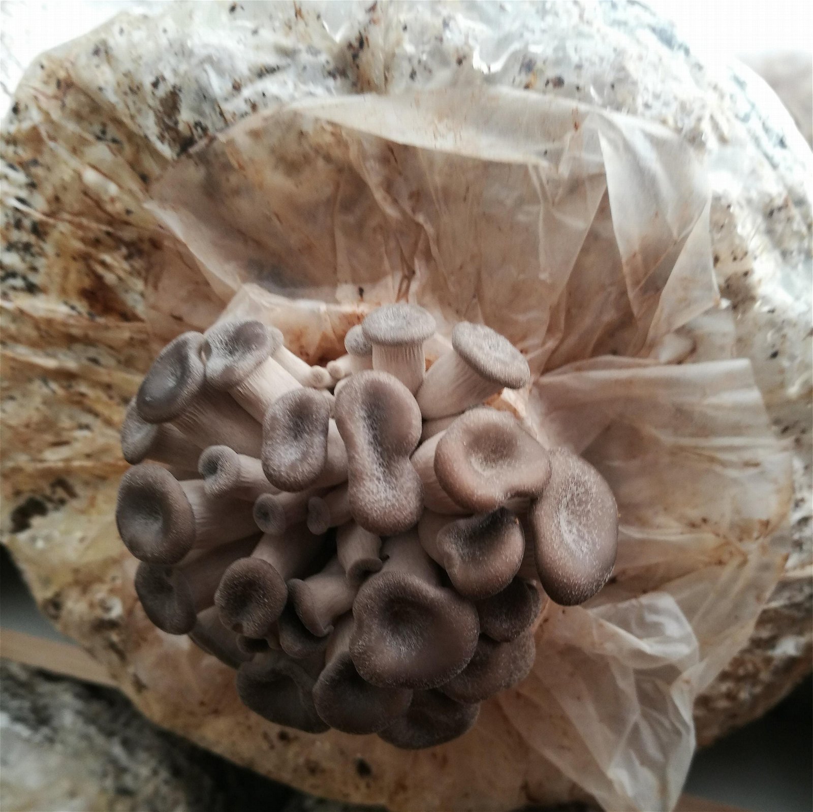 sell oyster mushroom spawn 5