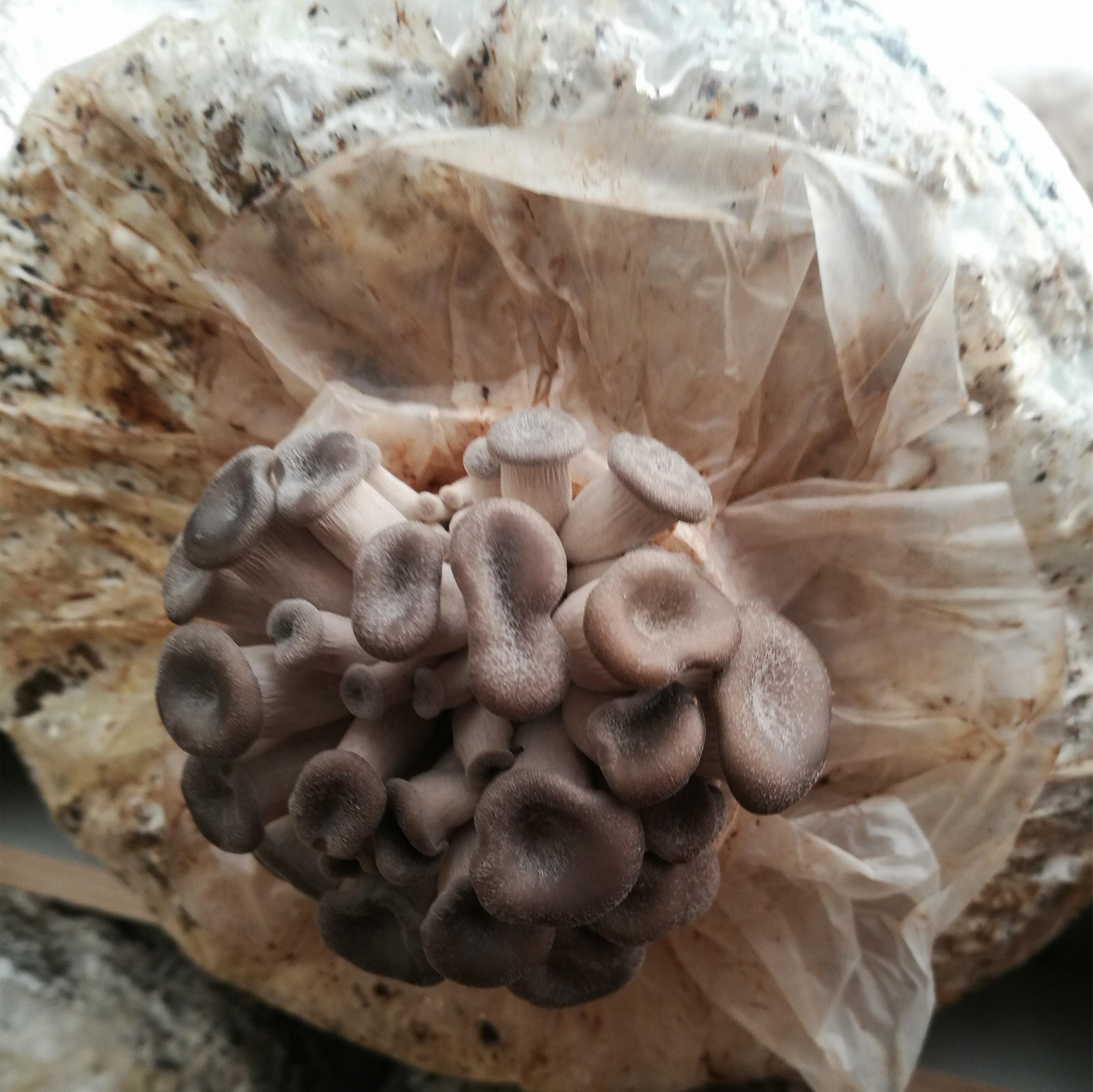 sell oyster mushroom spawn 10018006 Tencle (China Manufacturer) Mushroom & Truffle