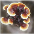 sell reishi mushroom spawn